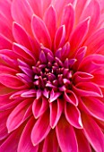 CLOSE UP OF DAHLIA DAZZLER. PINK  FLOWER  CLOSE UP  PATTERN  ABSTRACT