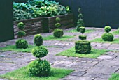 RIDLERS GARDEN  SWANSEA  WALES: COURTYARD WITH YEW TOPIARY SHAPES  RAISED BED WITH SLEEPERS PLANTED WITH HOSTAS : DESIGNER: TONY RIDLER