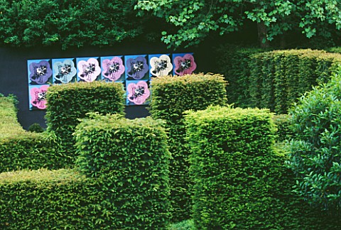 RIDLERS_GARDEN__SWANSEA__WALES_VIEW_ACROSS_YEW_HEDGES_TO_BLACK_WALL_AND_ANDY_WARHOL_STYLE_HELLEBORE_