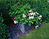 PETTIFERS  OXFORDSHIRE: LEAD CONTAINER PLANTED WITH PINK AND WHITE PELARGONIUMS