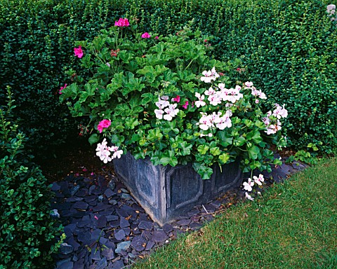 PETTIFERS__OXFORDSHIRE_LEAD_CONTAINER_PLANTED_WITH_PINK_AND_WHITE_PELARGONIUMS