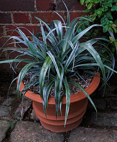 TERRACOTTA_CONTAINER_PLANTED_WITH_ASTELIA_SILVER_SPEAR__PETTIFERS__OXFORDSHIRE