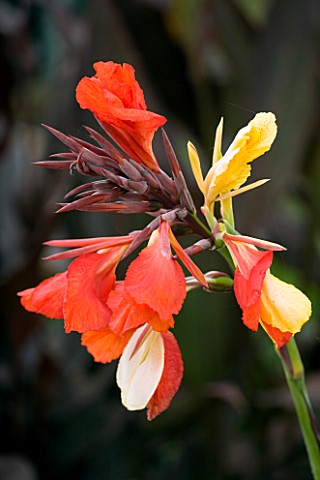 OAKLAND_NURSERIES__LEICESTERSHIRE_CANNA_CLEOPATRA_FROM_THAILAND
