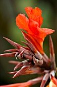 OAKLAND NURSERIES  LEICESTERSHIRE: CANNA CLEOPATRA FROM THAILAND
