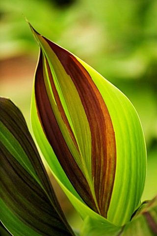 OAKLAND_NURSERIES__LEICESTERSHIRE_AMAZING_LEAF_OF_CANNA_CLEOPATRA_FROM_THAILAND