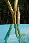 AN OLIVE TREE REFLECTED IN THE INFINITY SWIMMING POOL: GINA PRICES GARDEN  CORFU
