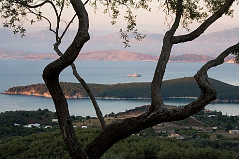 GINA_PRICES_GARDEN__CORFU_VIEW_FROM_THE_HOUSE_THROUGH_AN_OLIVE_TREE_TO_THE_IONIAN_SEA_AND_ALBANIAN_M