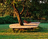 CLARE MATTHEWS GARDEN  DEVON: DECK AROUND TREE WITH SWING SEAT  AT DAWN