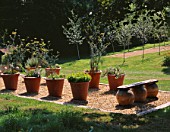 CLARE MATTHEWS GARDEN  DEVON: TERRACE BEHIND THE HOUSE WITH LARGE TERRACOTTA CONTAINERS PLANTED WITH HERBS  WOODEN SEAT AND TABLE AND CHAIRS. BEHIND IS THE BOULES COURT