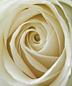 WHITE ROSE  CLOSE UP. PATTERN  FRESH  NATURAL  NATURE  SYMMETRY  SYMETRICAL  PURE  ROMANCE  CLEAN  PURITY
