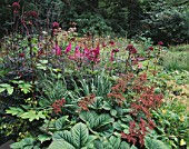 MAYROYD MILL HOUSE  YORKSHIRE: DESIGNERS: RICHARD EASTON AND STEVE MACKAY - WOODLAND SHADE PLANTING WITH RODGERSIA  ANGELICA GIGAS  ASTILBE CHINENSIS VAR TACQUETI PURPURLANZE