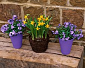BASKET CONTAINER PLANTED WITH NARCISSUS TETE-A-TETE WITH CAMPANULA BALI IN BLUE PAINTED TERRACOTTA CONTAINERS. SPRING