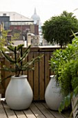 URBAN ROOF:CONTAINERS BY URBIS PLANTED BY FERESCA LIMITED -  ASPARAGUS DENSIFLORUS  CRYPTOMERIA GLOBOSA NANA