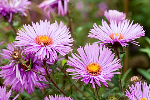 ASTER_NOVAE_ANGLIAE_MRS_ST_WRIGHT_FLOWER__CLOSE_UP__PINK__SEPTEMBER