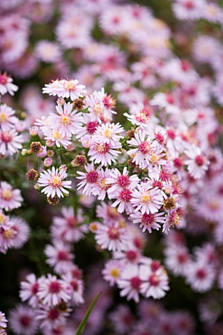 ASTER_COOMBE_FISHACRE_MARCHANTS_HARDY_PLANTS__SUSSEX