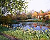 DAFFODILS GROW BESIDE LILY POND AT VANN HOUSE  SURREY