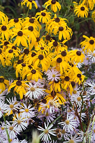 RUDBECKIA_SUBTOMENTOSA_AND_ASTER_PYRENAUS_LUTETIA_MARCHANTS_HARDY_PLANTS__SUSSEX