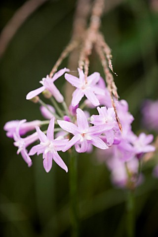 TULBAGHIA_VIOLACEA_MARCHANTS_HARDY_PLANTS__SUSSEX