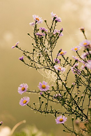 MISTY_VIEW_OF_ASTER_COOMBE_FISHACRE_MARCHANTS_HARDY_PLANTS__SUSSEX