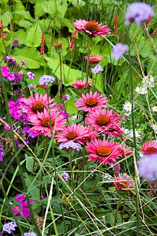 MAYROYD_MILL_GARDEN__YORKSHIRE_PINK_FLOWERS_OF_ECHINACEA