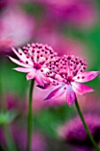 PINK FLOWERS OF AN ASTRANTIA
