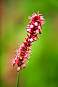 CLOSE UP OF PINK FLOWER OF SANGUISORBA (UNKNOWN VARIETY)
