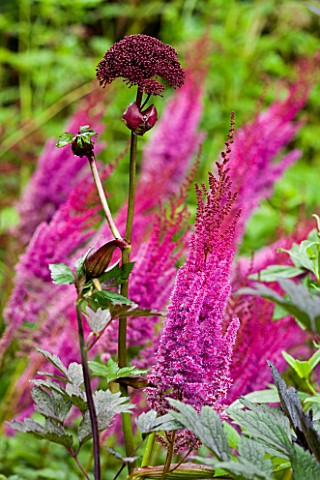 MAYROYD_MILL_HOUSE__YORKSHIRE_ASTILBE_CHINENSIS_TAQUETI_PURPURLANZE_AND_ANGELICA_GIGAS