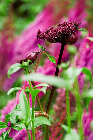 MAYROYD_MILL_HOUSE__YORKSHIRE_ASTILBE_CHINENSIS_TAQUETI_PURPURLANZE_AND_ANGELICA_GIGAS