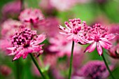 CLOSE UP OF PINK FLOWERS OF ASTRANTIA (UNKNOWN VARIETY)
