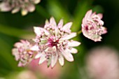 CLOSE OF PALE PINK ASTRANTIA FLOWERS (UNKNOWN VARIETY)