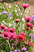 PLANT COMBINATION - PINK ECHINACEA FLOWERS WITH SCABIOUS AND DAISIES AT MAYROYD MILL GARDEN  YORKSHIRE