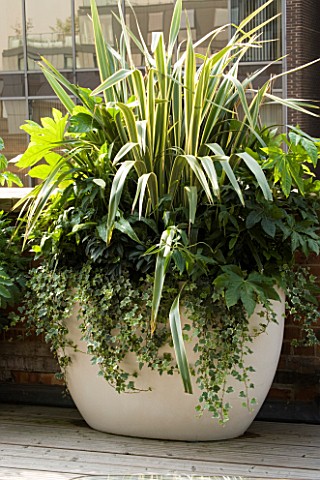 URBAN_ROOFCONTAINER_BY_URBIS_PLANTED_BY_FERESCA_LIMITED___FATSIA_JAPONICA_SKIMMIA_KEW_GREEN__MELIANT