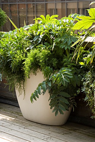 URBAN_ROOFCONTAINER_BY_URBIS_PLANTED_BY_FERESCA_LIMITED___FATSIA_JAPONICA_SKIMMIA_KEW_GREEN__MELIANT