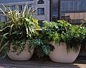 URBAN ROOF: CONTAINERS BY URBIS PLANTED BY FERESCA LIMITED -  PHORMIUM VARIEGATUM  FATSIA JAPONICA SKIMMIA KEW GREEN  MELIANTHUS MAJOR  HEDERA HELIX  ASPARAGUS DENSIFLORUS