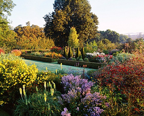 PETTIFERS_GARDEN__OXONTHE_PARTERRE_IN_AUTUMN_WITH_DAHLIAS__BOX_HEDGING_AND_YEW_TOPIARY_IN_THE_FG_ARE