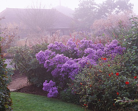 MISTY_AUTUMN_MORNING_AT_MARCHANTS_HARDY_PLANTS__SUSSEX_THE_LOWER_PART_OF_THE_GARDEN_WITH_ASTER_LITTL