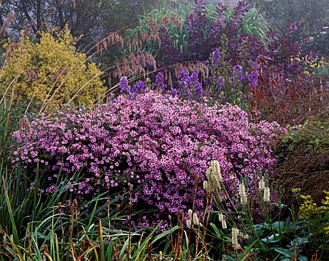 MISTY_MORNING__MARCHANTS_HARDY_PLANTS__SUSSEX__ASTER_COOMBE_FISHACRE__AMPELODESMOS_MAURITANICUS_AND_