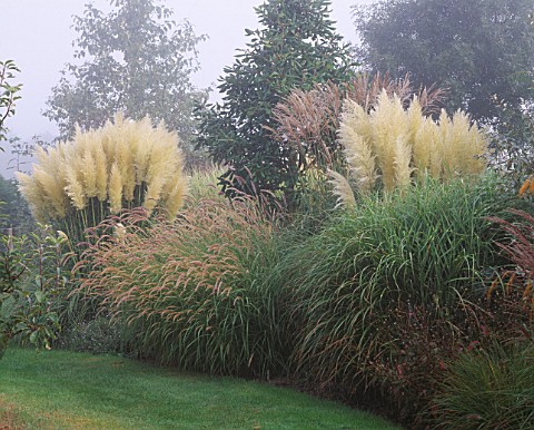 MISTY_MORNING_AT_MARCHANTS_HARDY_PLANTS__SUSSEX__WITH_MISCANTHUS_PROFESSOR_R_HANSEN__CORTADERIA_SELL