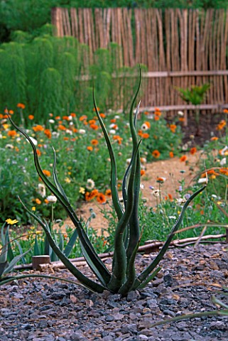 PAN_GLOBAL_PLANTS__GLOUCESTERSHIRE_A_FORM_OF_AGAVE_DEFORMIS