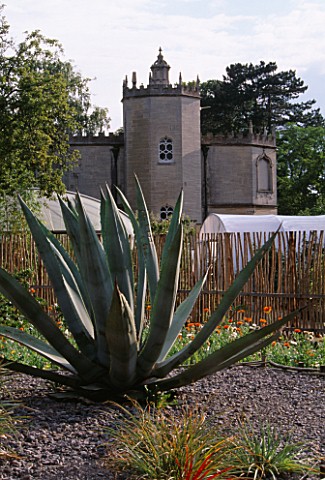 PAN_GLOBAL_PLANTS__GLOUCESTERSHIRE_VIEW_OF_FRAMPTON_COURT_ORANGERY_FROM_THE_WALLED_GARDEN_WITH_AGAVE