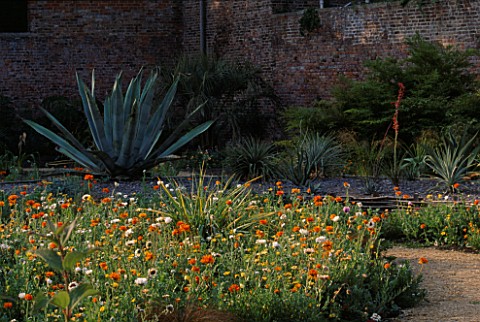 PAN_GLOBAL_PLANTS__GLOUCESTERSHIRE_THE_WALLED_GARDEN_WITH_AGAVE_AMERICANA_IN_THE_FOREGROUND