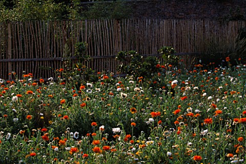 PAN_GLOBAL_PLANTS__GLOUCESTERSHIRE_THE_WALLED_GARDEN_WITH_SOUTH_AFRICAN_WILDFLOWER_MEADOW_IN_FRONT_O