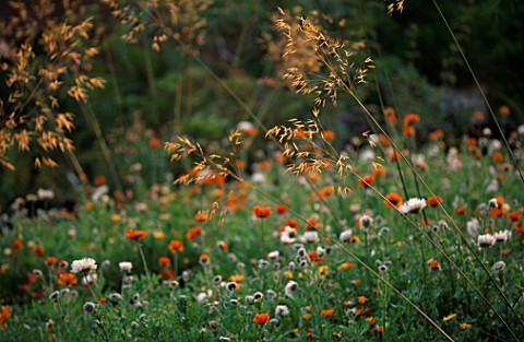 PAN_GLOBAL_PLANTS__GLOUCESTERSHIRE_THE_WALLED_GARDEN_WITH_SOUTH_AFRICAN_WILDFLOWER_MEADOW_AND_STIPA_