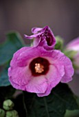 PAN GLOBAL PLANTS  GLOUCESTERSSHIRE: HIBISCUS SINO-SYRIACUS LILAC QUEEN