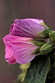 PAN GLOBAL PLANTS  GLOUCESTERSSHIRE: HIBISCUS SINO-SYRIACUS LILAC QUEEN