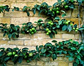 ESPALIERED APPLE ORLEANS REINETTE ON A WALL IN THE POTAGER AT BOURTON HOUSE GARDEN  GLOUCESTERSHIRE