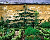 AN ESPALIERED APPLE ORLEANS REINETTE ON A WALL IN THE POTAGER AT BOURTON HOUSE GARDEN  GLOUCESTERSHIRE