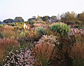 VIEW ACROSS OCTOBER BORDERS OF MIXED GRASSES AND PERENNIALS TOWARDS HOUSE AT MARCHANTS HARDY PLANTS  SUSSEX