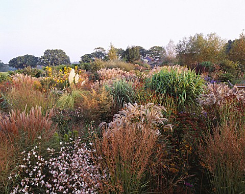 VIEW_ACROSS_OCTOBER_BORDERS_OF_MIXED_GRASSES_AND_PERENNIALS_TOWARDS_HOUSE_AT_MARCHANTS_HARDY_PLANTS_