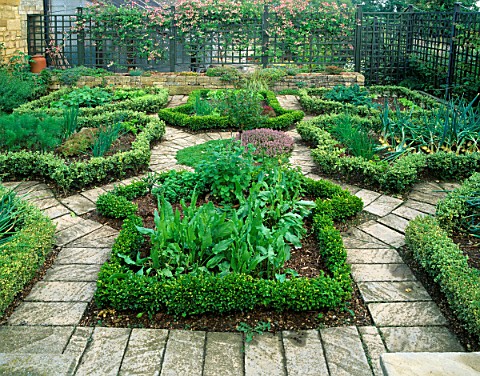 THE_POTAGER_AT_BOURTON_HOUSE__WITH_ONIONS__SORREL__MINT__A_STANDARD_GOOSEBERRY_BUSH_AND_LONICERA_AME